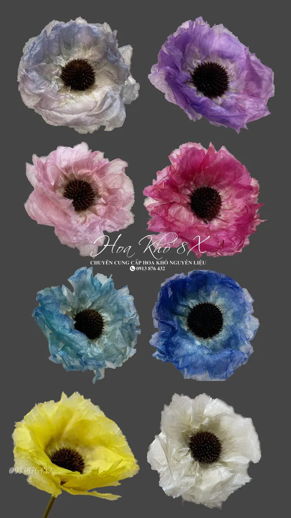 Hoa colico (poppy)