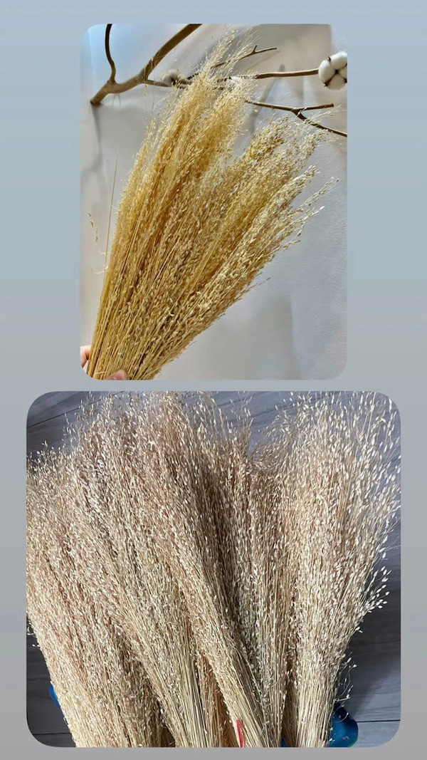Hoa gạo Ấn Độ