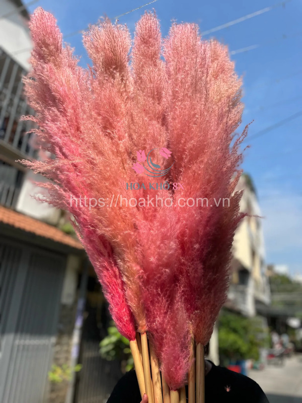 Hoa lau khô màu hồng