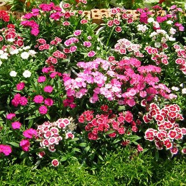 Cây hoa cẩm chướng - Cây Xanh Tân An - Công Ty TNHH TM Đầu Tư Và Xây Dựng Tân An