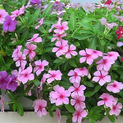 Cây hoa dừa cạn - Cây Xanh Tân An - Công Ty TNHH TM Đầu Tư Và Xây Dựng Tân An