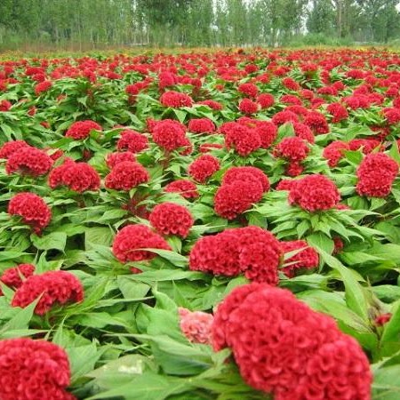 Cây hoa mào gà - Cây Xanh Tân An - Công Ty TNHH TM Đầu Tư Và Xây Dựng Tân An