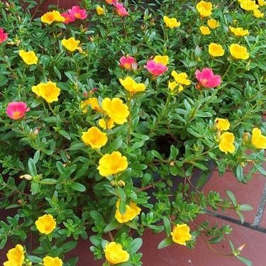 Cây hoa sam - Cây Xanh Tân An - Công Ty TNHH TM Đầu Tư Và Xây Dựng Tân An
