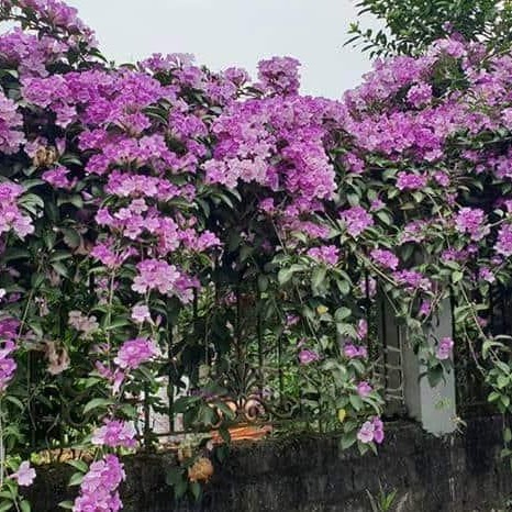 Cây lan tỏi - Cây Xanh Tân An - Công Ty TNHH TM Đầu Tư Và Xây Dựng Tân An