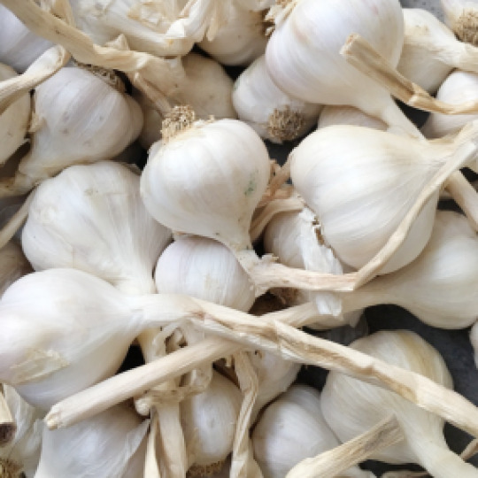 Tỏi
