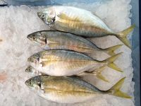 Cá đuôi vàng đông lạnh