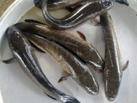 Cá lóc đông lạnh