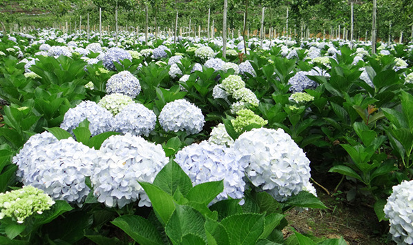 Cây cẩm tú cầu