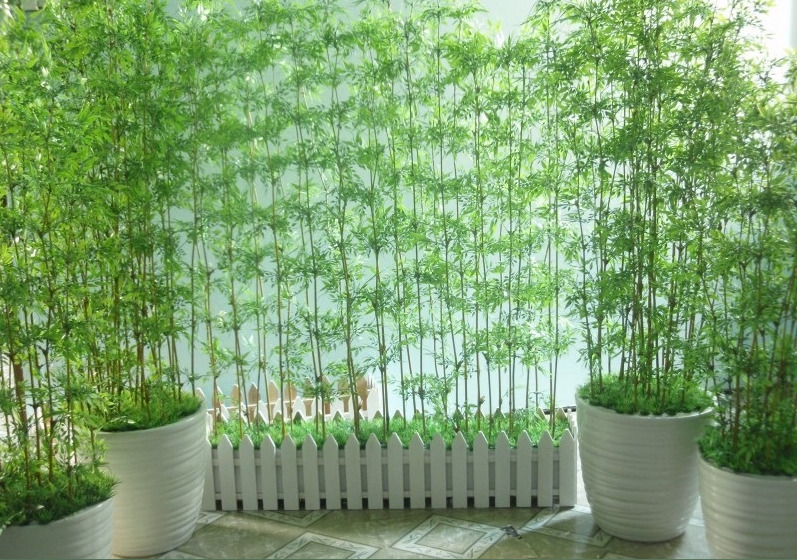 Cây trúc quân tử