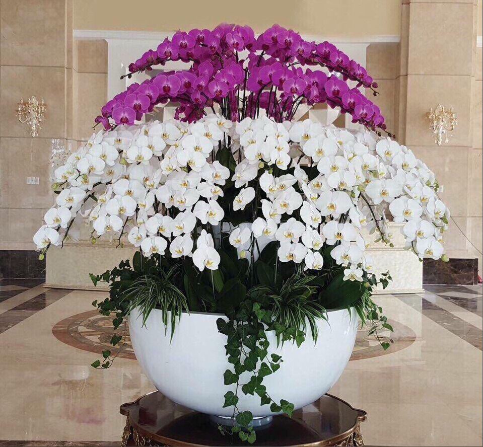 Hoa Lan Hồ Điệp