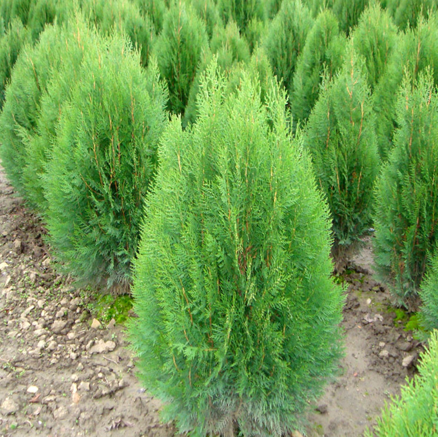 Cây trắc bách diệp