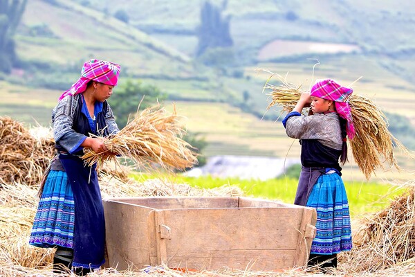 Ruộng bậc thang Hoàng Su Phì - Loop Tours - Công Ty TNHH Thương Mại Và Đầu Tư An Nhiên Group