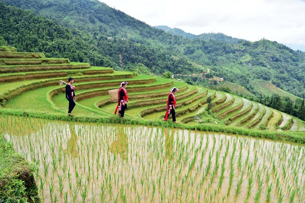 Ruộng bậc thang Hoàng Su Phì - Loop Tours - Công Ty TNHH Thương Mại Và Đầu Tư An Nhiên Group