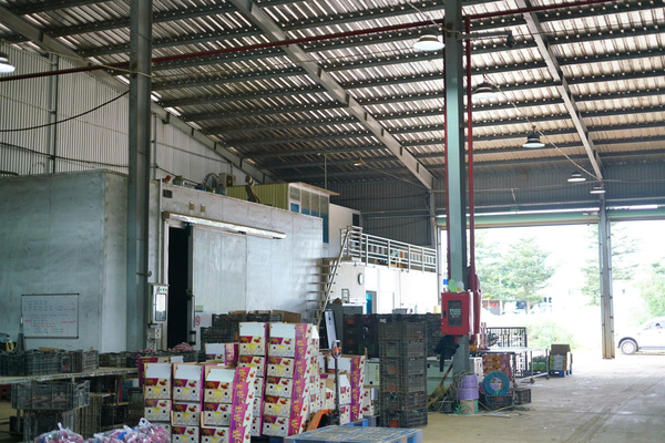 Khoai lang Chiba Foods
