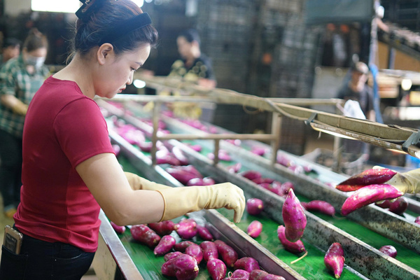 Khoai lang Chiba Foods