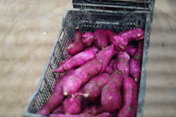 Khoai lang Chiba Foods
