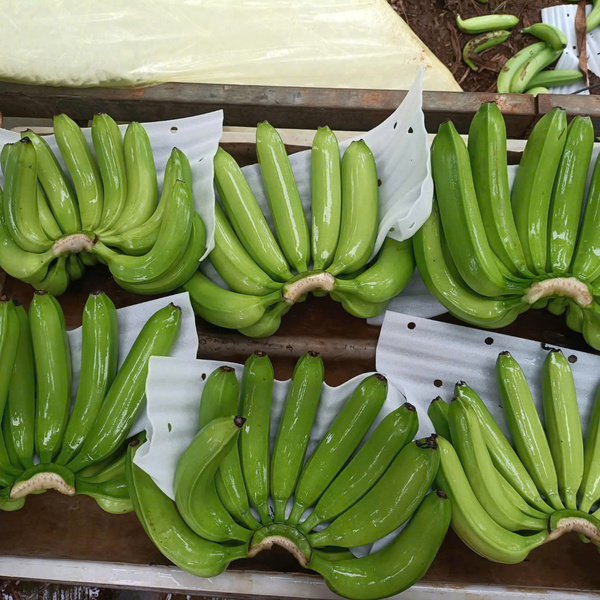 Nông sản Chiba Foods