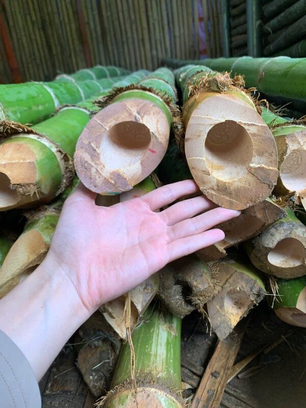 Cọc tre các loại