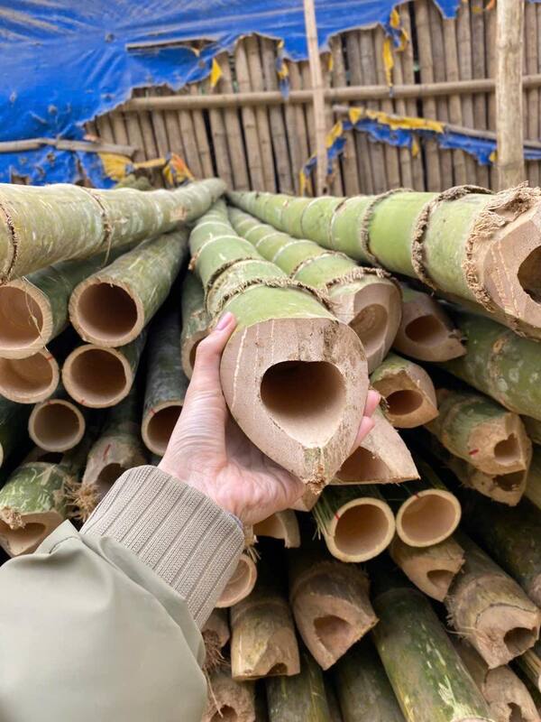 Cọc tre các loại