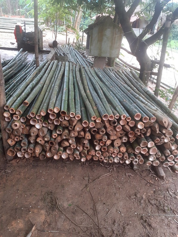 Cọc tre các loại
