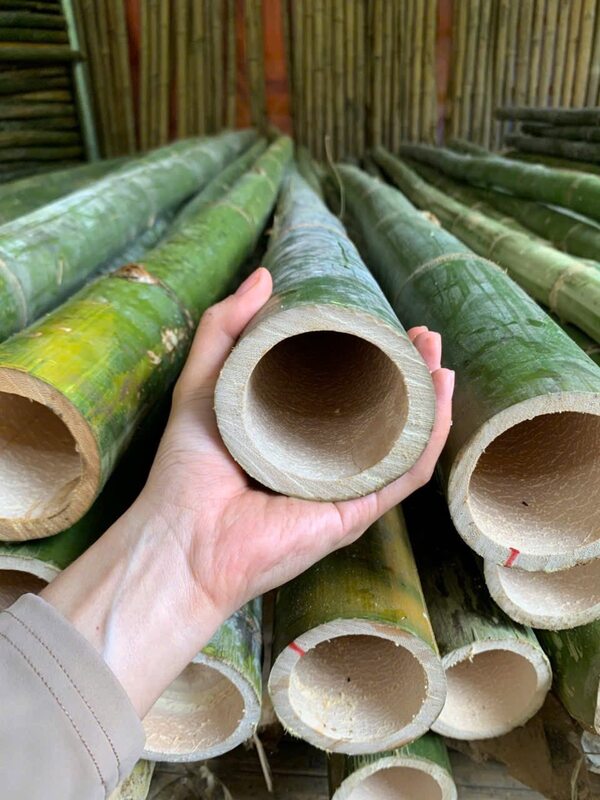 Cọc tre các loại