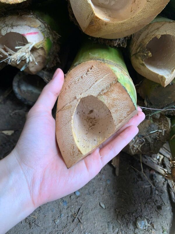 Cọc tre các loại