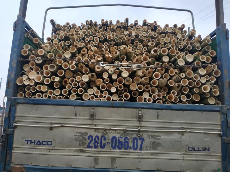 Hình ảnh vận chuyển cọc tre Lê Quân