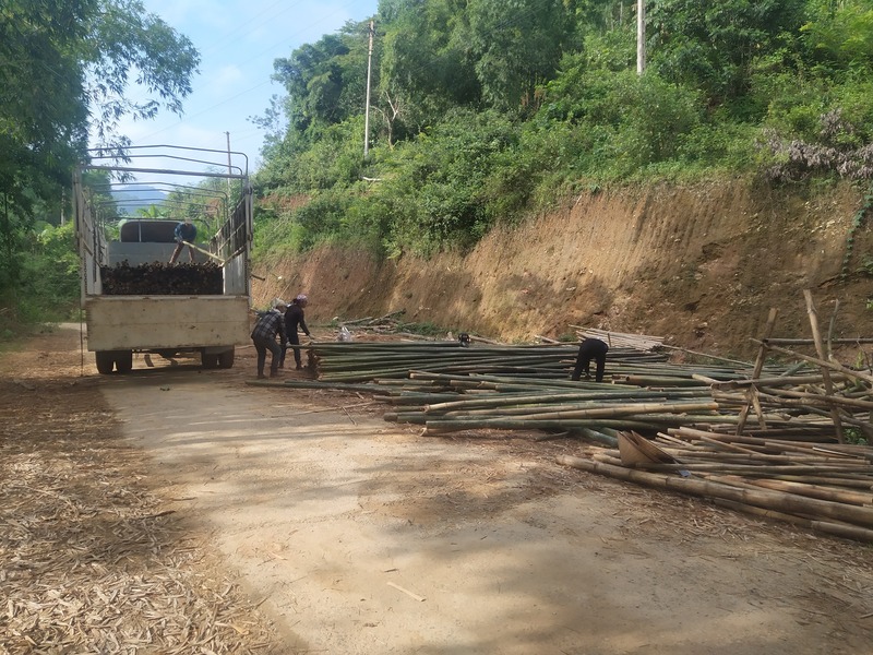 Hình ảnh vận chuyển cọc tre Lê Quân