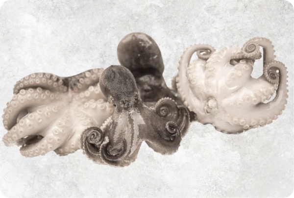 Bạch tuộc - Công Ty TNHH Food Link VN