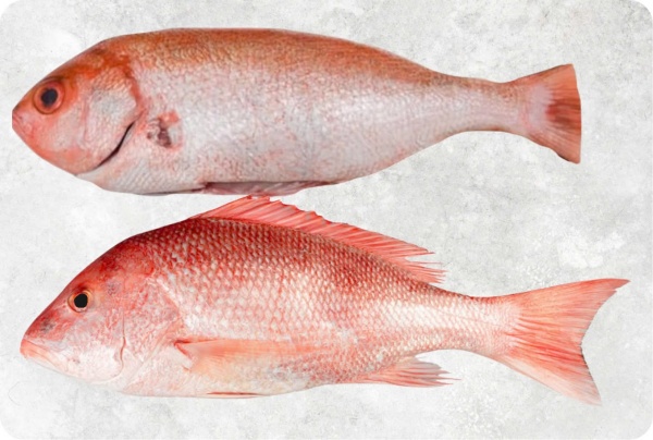 Cá hồng biển - Công Ty TNHH Food Link VN