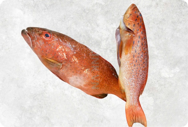 Cá mú - Công Ty TNHH Food Link VN