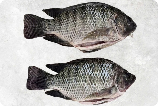 Cá rô phi đen - Công Ty TNHH Food Link VN