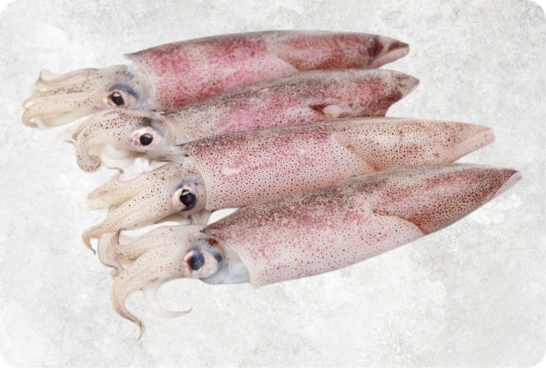 Mực Loligo - Công Ty TNHH Food Link VN