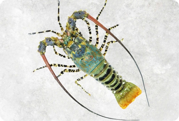 Tôm biển - Công Ty TNHH Food Link VN