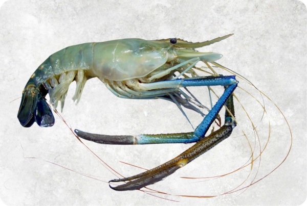 Tôm càng xanh - Công Ty TNHH Food Link VN