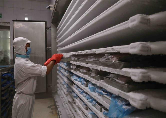 Kho lạnh bảo quả thực phẩm - Kho Lạnh Công Nghiệp Đông Anh - Công Ty Cổ Phần Cơ Điện Lạnh Đông Anh