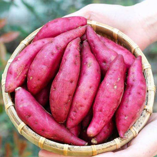 Khoai lang Nhật
