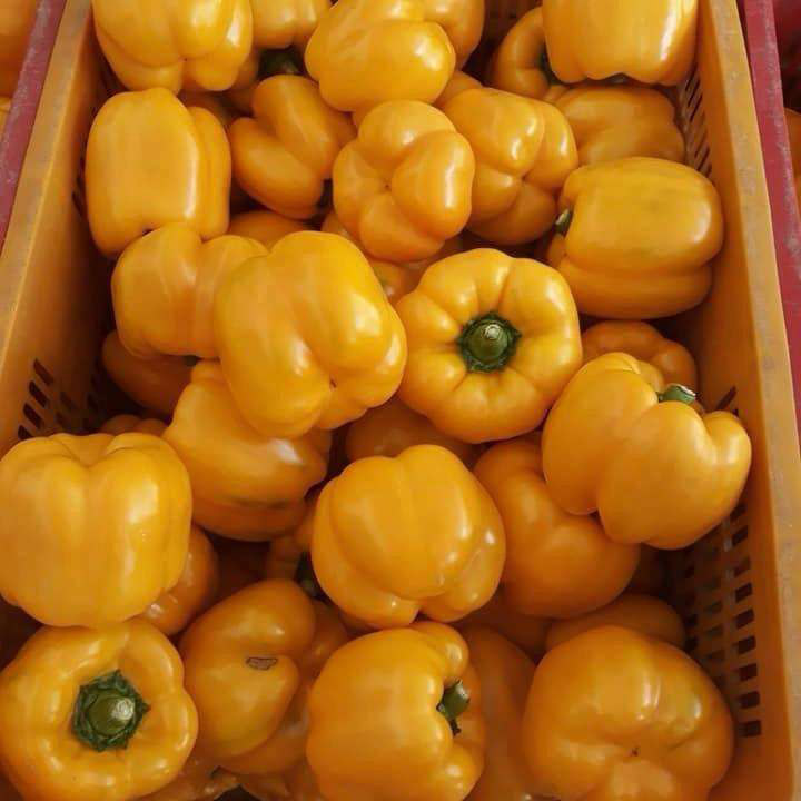 Ớt chuông vàng