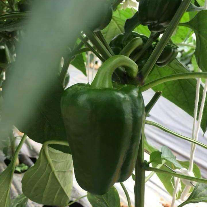 Ớt chuông xanh