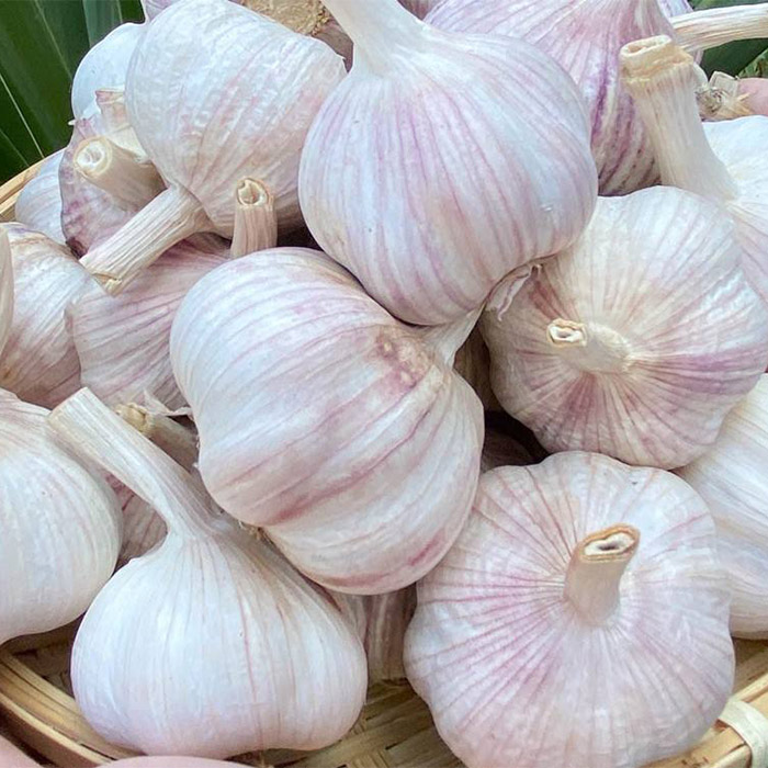 Tỏi