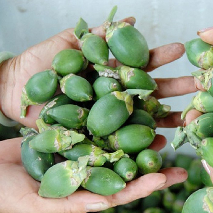 Trầu