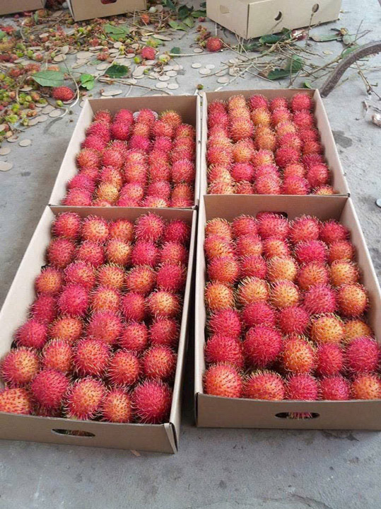 Chôm chôm - Nông Sản Phước Thành Tài - Công Ty TNHH Xuất Nhập Khẩu Quốc Tế Phước Thành Tài