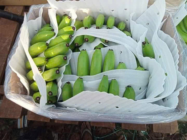 Chuối xanh - Nông Sản Phước Thành Tài - Công Ty TNHH Xuất Nhập Khẩu Quốc Tế Phước Thành Tài