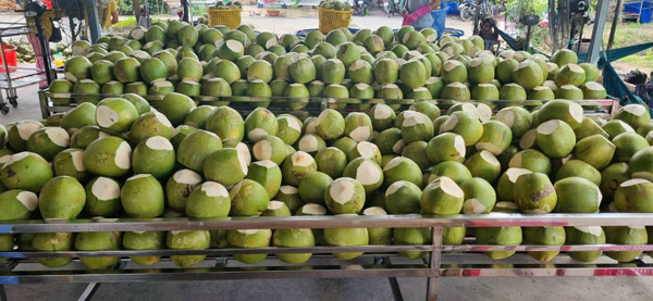 Dừa xiêm - Nông Sản Phước Thành Tài - Công Ty TNHH Xuất Nhập Khẩu Quốc Tế Phước Thành Tài