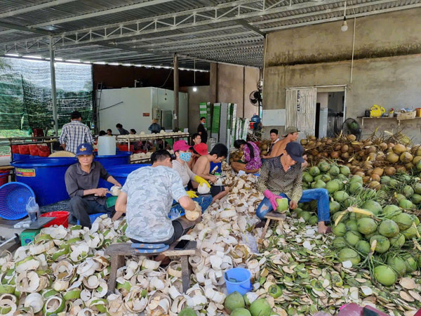 Hình ảnh hoạt động công ty Phước Thành Tài - Nông Sản Phước Thành Tài - Công Ty TNHH Xuất Nhập Khẩu Quốc Tế Phước Thành Tài