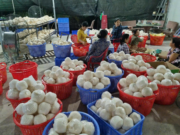 Hình ảnh hoạt động công ty Phước Thành Tài - Nông Sản Phước Thành Tài - Công Ty TNHH Xuất Nhập Khẩu Quốc Tế Phước Thành Tài