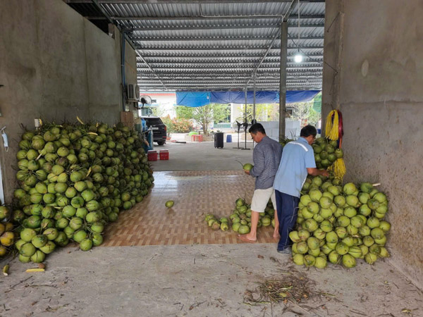 Hình ảnh hoạt động công ty Phước Thành Tài - Nông Sản Phước Thành Tài - Công Ty TNHH Xuất Nhập Khẩu Quốc Tế Phước Thành Tài