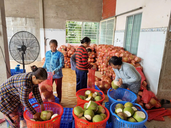 Hình ảnh hoạt động công ty Phước Thành Tài - Nông Sản Phước Thành Tài - Công Ty TNHH Xuất Nhập Khẩu Quốc Tế Phước Thành Tài