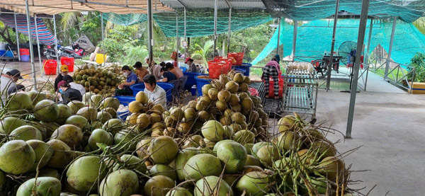 Hình ảnh hoạt động công ty Phước Thành Tài - Nông Sản Phước Thành Tài - Công Ty TNHH Xuất Nhập Khẩu Quốc Tế Phước Thành Tài