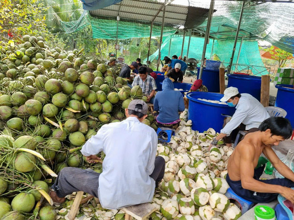 Hình ảnh hoạt động công ty Phước Thành Tài - Nông Sản Phước Thành Tài - Công Ty TNHH Xuất Nhập Khẩu Quốc Tế Phước Thành Tài